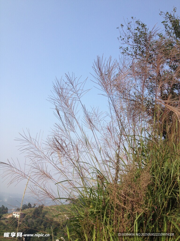 山坡上的繁茂野草