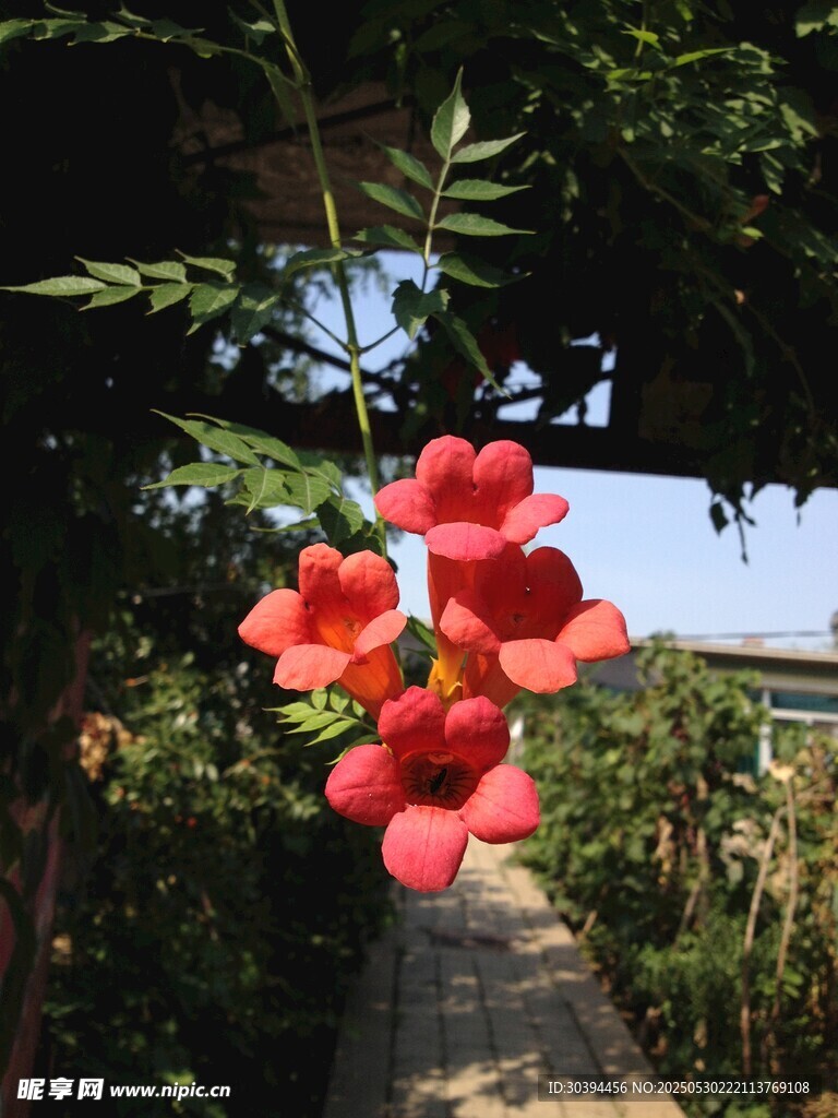 枝头艳红花朵绽放