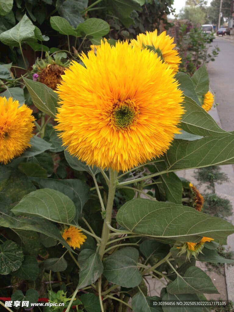 绽放的金黄向日葵
