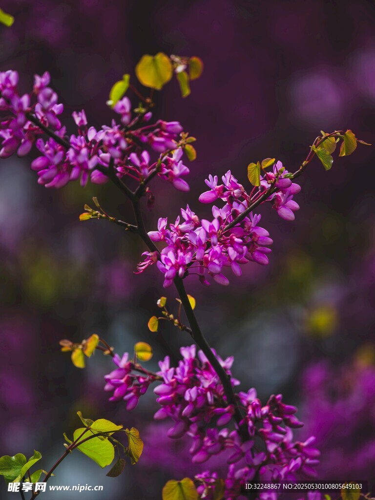 绽放的紫色繁花