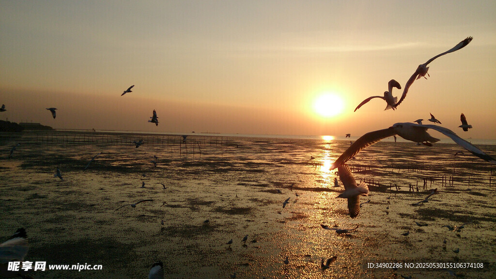 夕阳下海鸥翱翔于海面