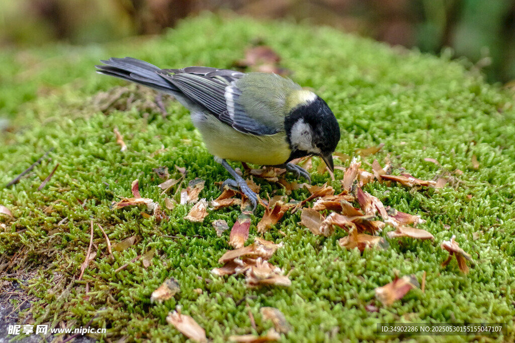 小鸟在苔藓上啄食昆虫