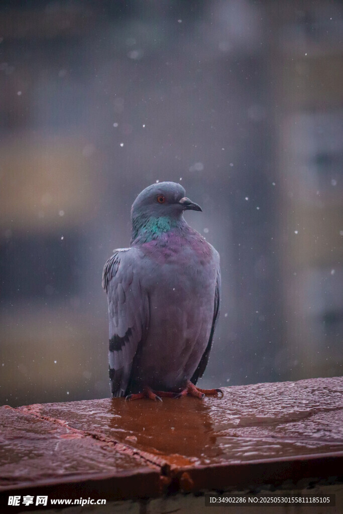 雨中静立的灰鸽子