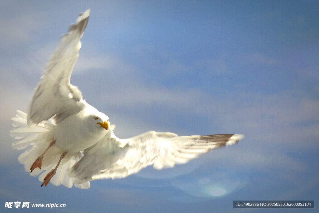 翱翔蓝天的洁白海鸥