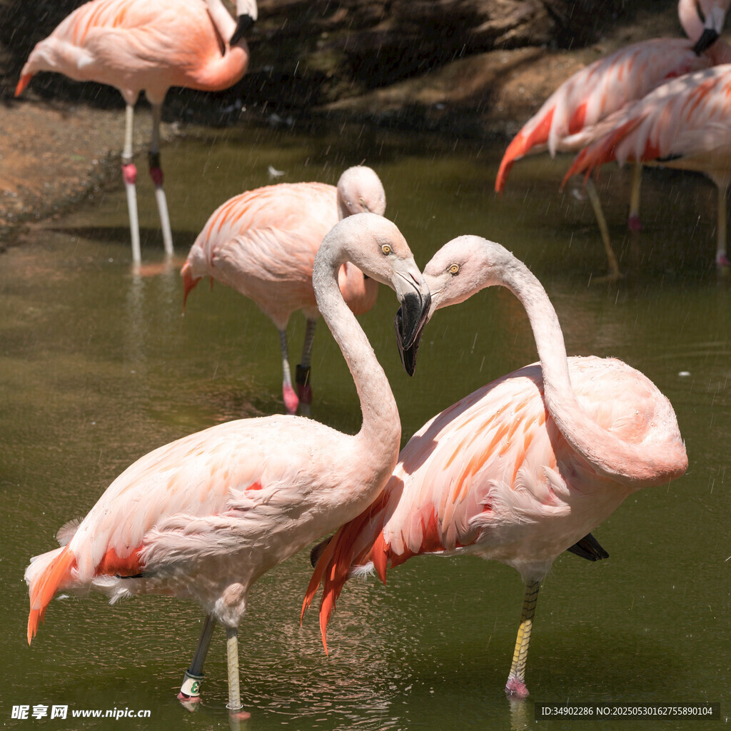 优雅火烈鸟于水中亲昵互动