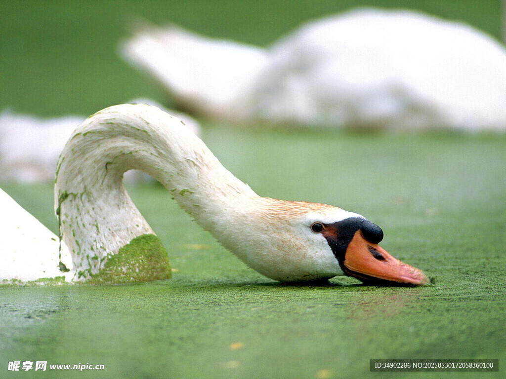 天鹅低头觅食于绿水上