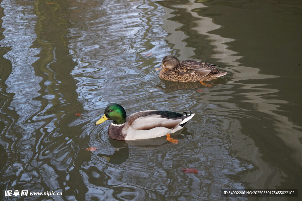 水中双鸭悠游