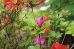 杜鹃花   