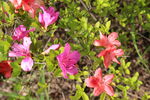 杜鹃花 