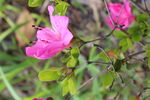 杜鹃花  