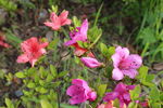 杜鹃花  