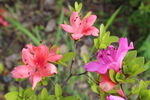 杜鹃花 