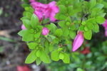 杜鹃花  