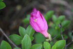 杜鹃花  