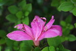 杜鹃花 