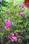 杜鹃花 