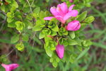 杜鹃花  