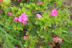 杜鹃花 
