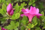 杜鹃花  