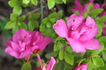 杜鹃花 