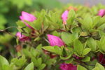 杜鹃花 