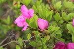 杜鹃花  