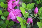 杜鹃花 