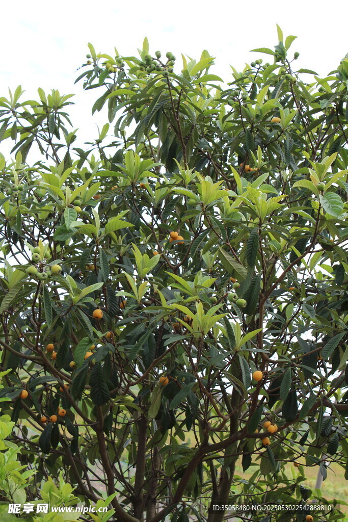 枇杷树