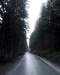 林间湿路 静谧自然之景