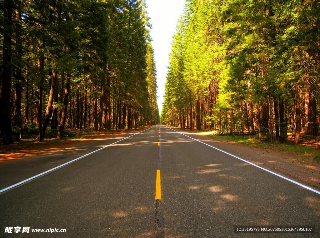 林间公路 阳光洒落的美景