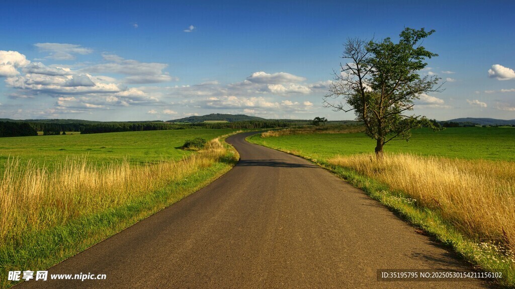 乡间小路旁的孤树风景