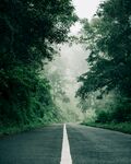 雾中林荫公路