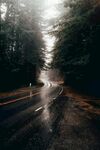 林间晨雾弥漫的湿滑道路