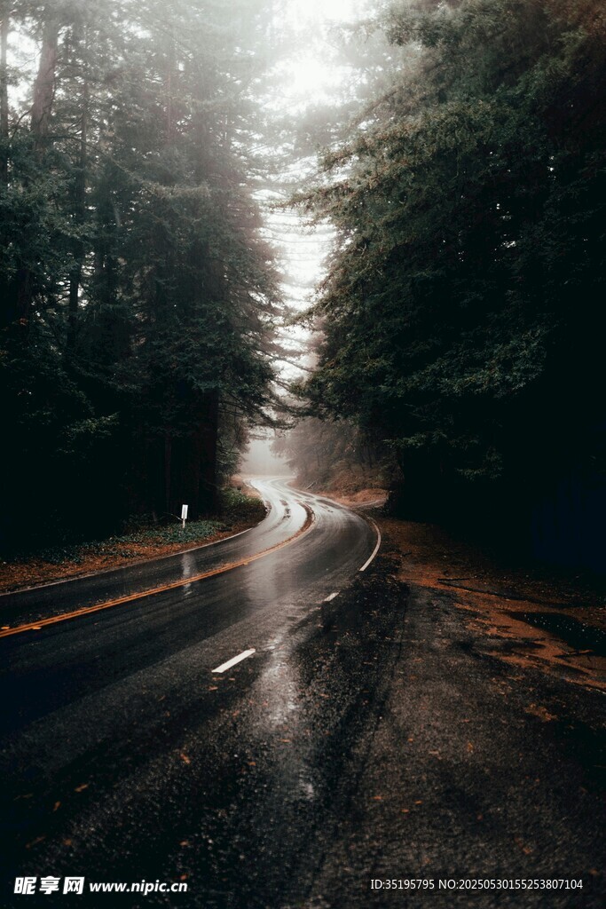 林间晨雾弥漫的湿滑道路
