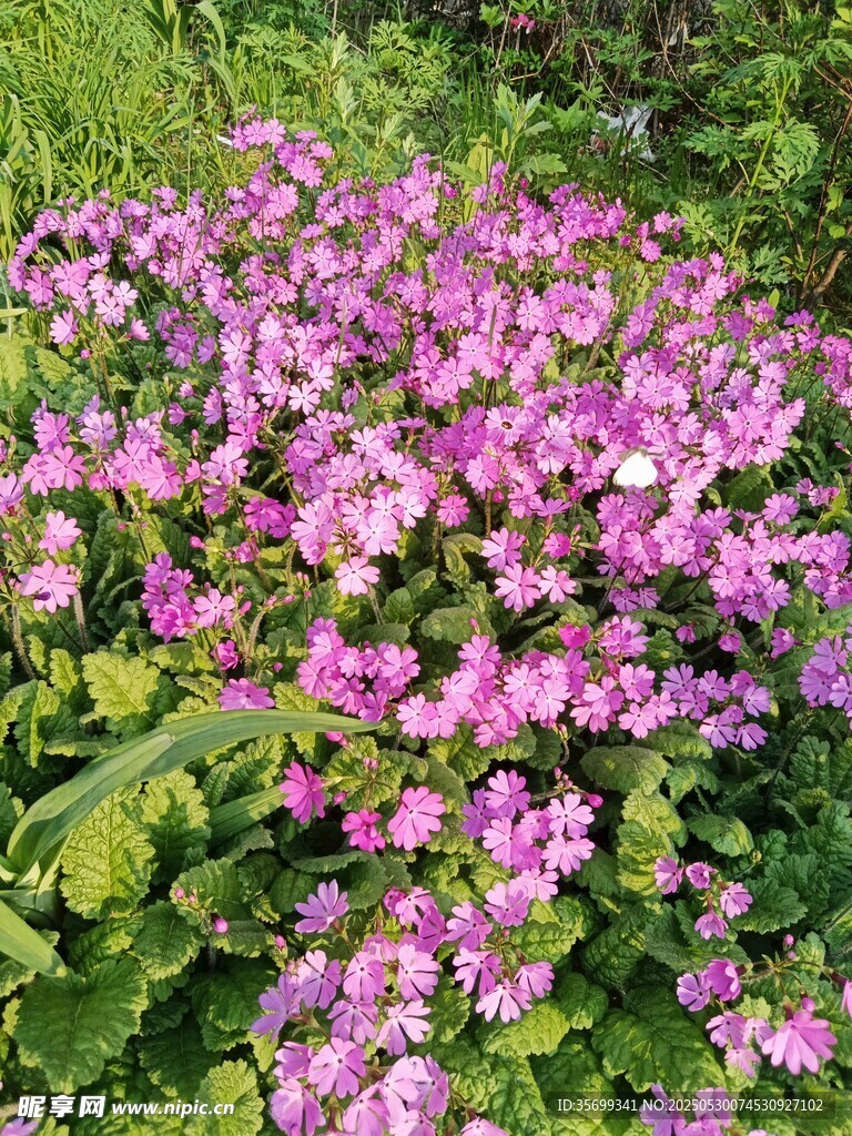 繁茂紫花绽放绿意间