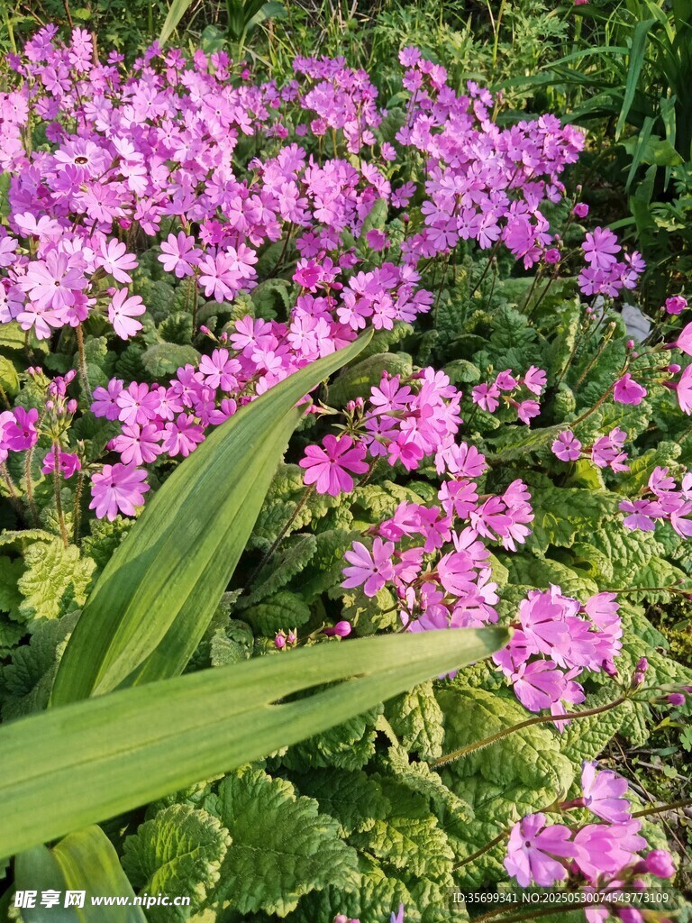 烂漫紫花绽放绿意间