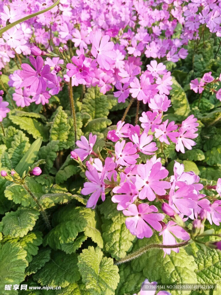 烂漫粉色花朵绿叶相伴