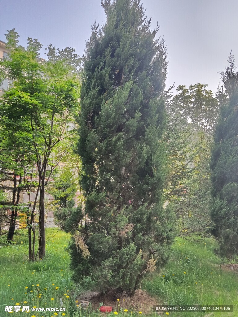 挺拔柏树立于葱郁草地