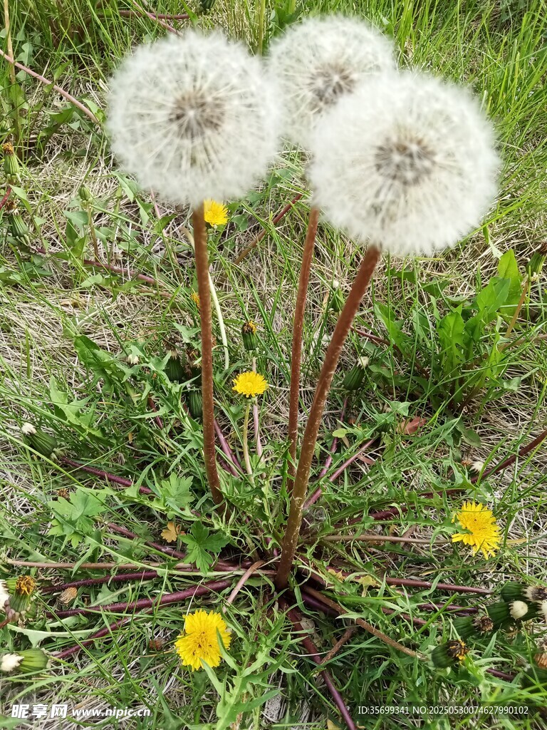 草地上的蒲公英花朵
