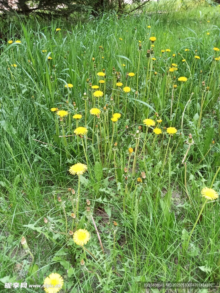 草地上的黄色蒲公英花朵