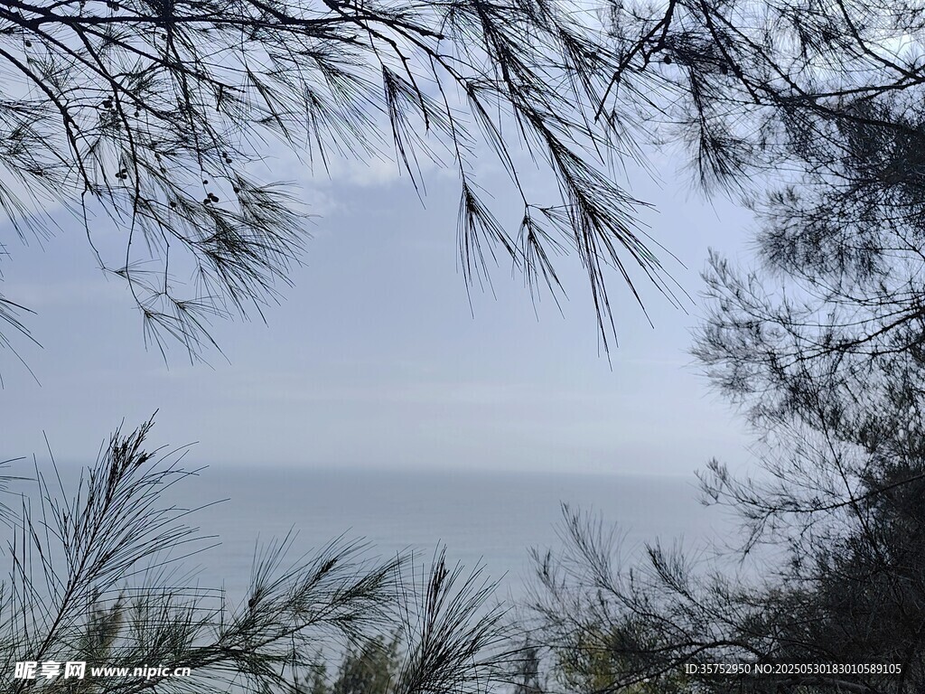 透过枝叶望朦胧海景