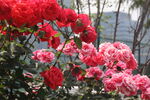 月季花