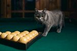 猫咪在台球桌旁好奇张望