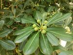 绿叶簇拥的青果植物