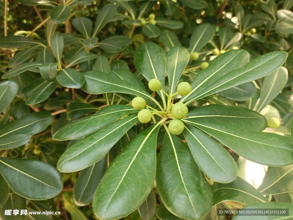 绿叶簇拥的青果植物