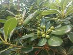 绿叶间的青果植物景象