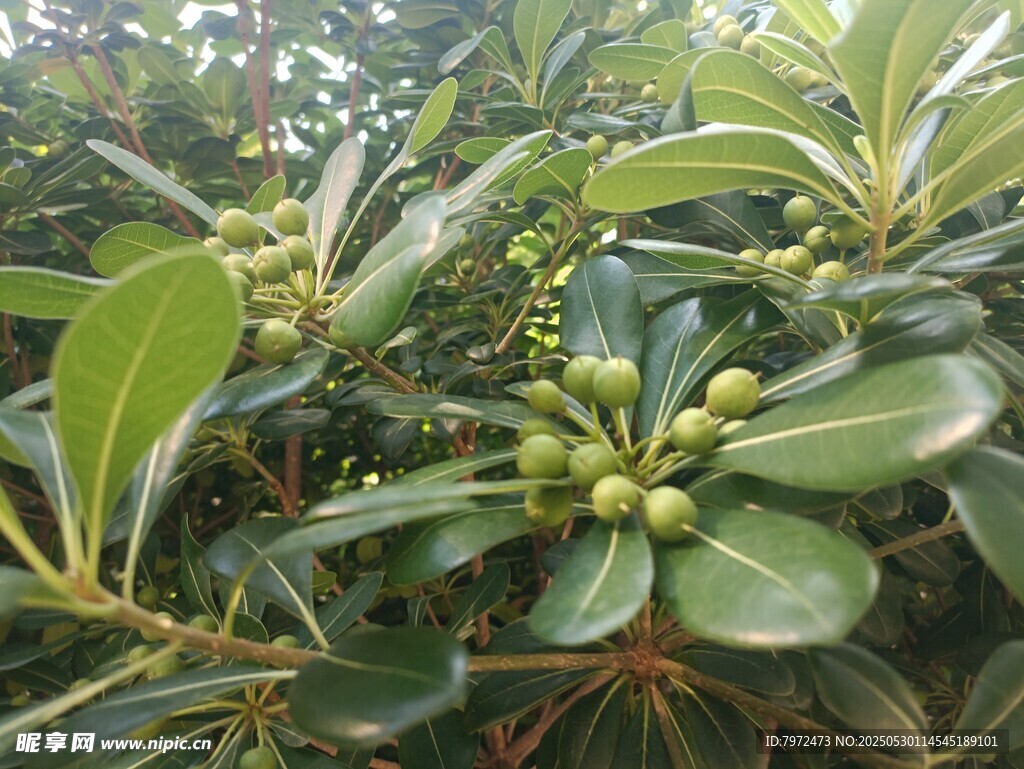 绿叶间的青果植物景象