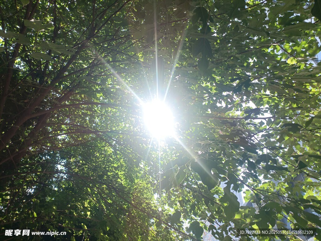 林间阳光穿透茂密树叶