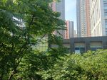 绿树掩映下的城市建筑