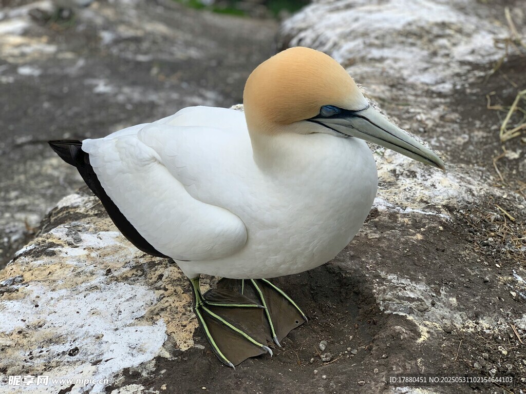 憨鲣鸟